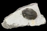 Bargain, Scabriscutellum Trilobite - Morocco #119946-1